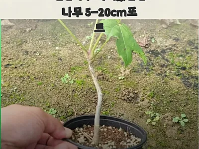 민엄나무 가시없는엄나무 5-20cm포 관련 이미지 1